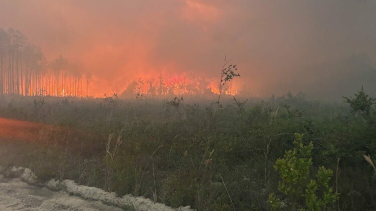 ABD'de orman yangınlarında 120'den fazla ev yandı