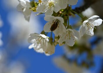 Coğrafi tescilli Demirci kirazında hedef 20 bin ton rekolte