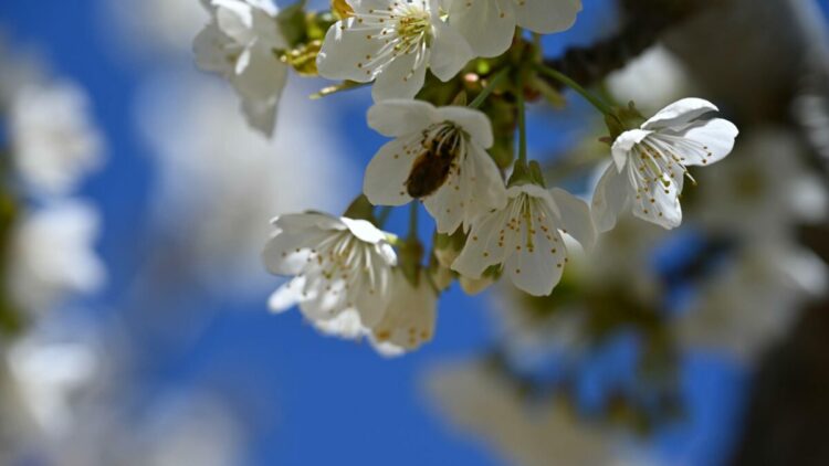 Coğrafi tescilli Demirci kirazında hedef 20 bin ton rekolte