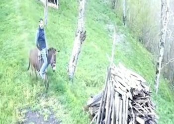 Huysuzlanan eşekten düştü; o anlar kamerada