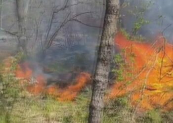 Çatalca'da ormanlık alanda çıkan yangın söndürüldü