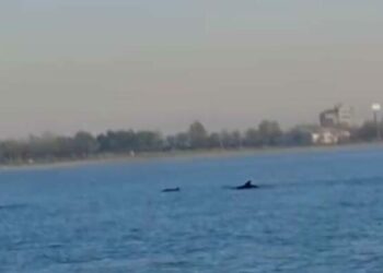 Küçükçekmece Sahili'nde yunuslar görüntülendi