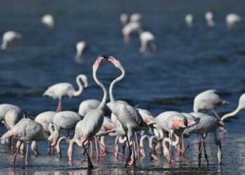 Van'da jandarma, flamingolar için 7/24 denetimde