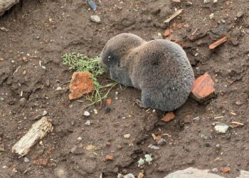 Sağanaklar sırasında yuvalarını su basan kör fareler yüzeye çıktı