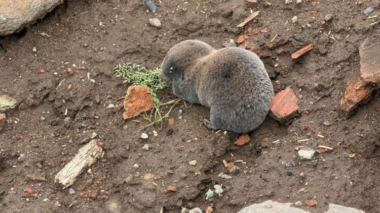 Sağanaklar sırasında yuvalarını su basan kör fareler yüzeye çıktı