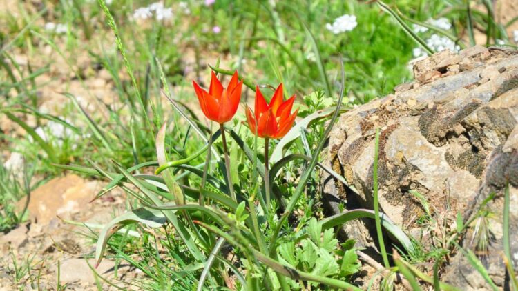 10 gün canlı kalabilen Manisa laleleri açtı, koparmanın cezası 699 bin TL