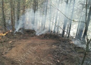 Aydın'da 7 dekar orman yandı