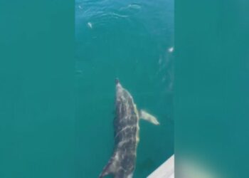 Balıkçılar oltadaki balık ile yunusu etraflarında yüzdürdü; o anlar kamerada