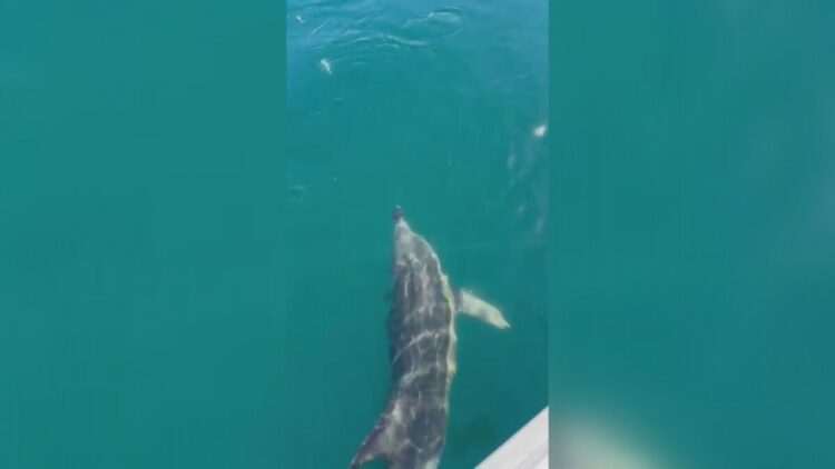 Balıkçılar oltadaki balık ile yunusu etraflarında yüzdürdü; o anlar kamerada