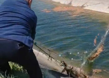 Sulama kanalına düşüp, ağlara dolanan karaca kurtarıldı; o anlar kamerada