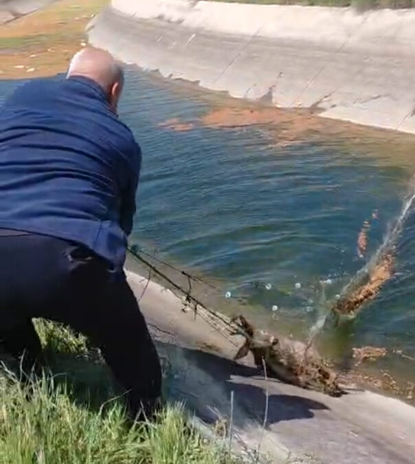 Sulama kanalına düşüp, ağlara dolanan karaca kurtarıldı; o anlar kamerada