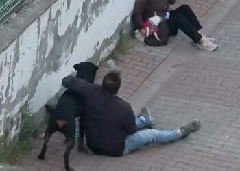 Ümraniye’de ağızlıksız gezdirilen rottweiler, küçük ırk köpeğe saldırdı