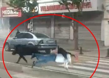 Kent merkezine inen yaban domuzu, 3 kişiyi yaraladı