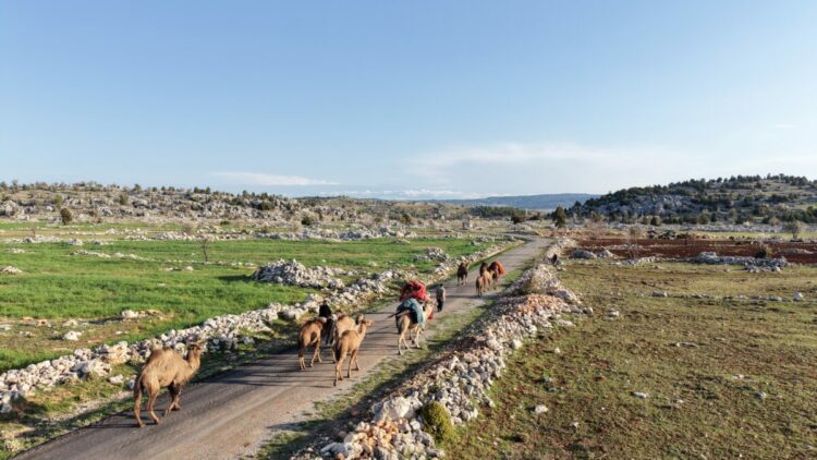 Yörüklerin yayla göçü başladı