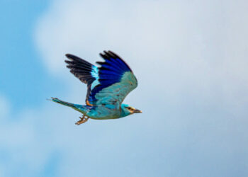 Adıyaman'da gökkuzgun görüntülendi