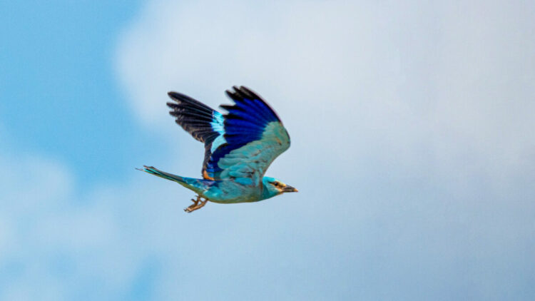 Adıyaman'da gökkuzgun görüntülendi