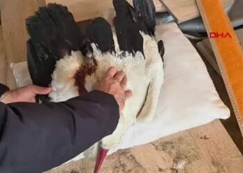 Hatay'da 2 ayda göç yolundaki 53 leylek vuruldu