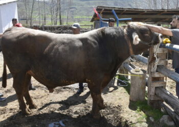 Besi çiftliğinin gözdesi 1 ton 180 kilo ağırlığındaki 'Poyraz', 435 bin TL'den alıcı bekliyor