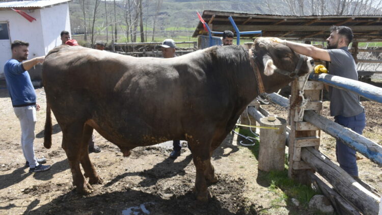 Besi çiftliğinin gözdesi 1 ton 180 kilo ağırlığındaki 'Poyraz', 435 bin TL'den alıcı bekliyor