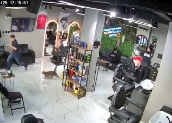 Sultangazi’de kuaför salonunda kedi kovaladı müşteriler kaçtı