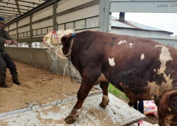 Erciş'te kurbanlık sevkiyatı batı illerine başladı