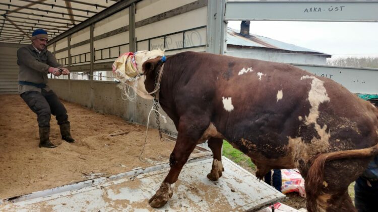 Erciş'te kurbanlık sevkiyatı batı illerine başladı
