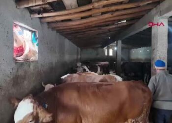 Erciş'te batı illerine kurbanlık sevkiyatı başladı