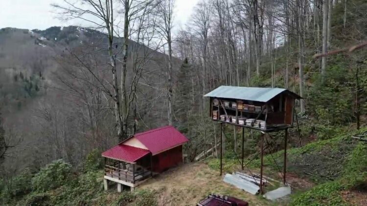 Ayının, demir direğe tırmanıp kovanlara ulaşmaya çalıştığı anlar kamerada