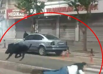 3 kişiyi yaralayan yaban domuzu sürücüler kornaya basınca daha çok saldırganlaşmış