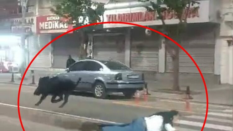 3 kişiyi yaralayan yaban domuzu sürücüler kornaya basınca daha çok saldırganlaşmış