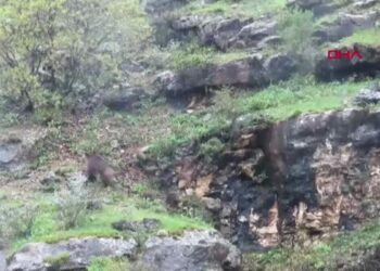 Siirt’te yaban domuzu ve yavruları görüntülendi