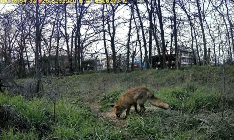 Üniversite yerleşkesinde yaban hayatı foto kapanlarla görüntüleniyor