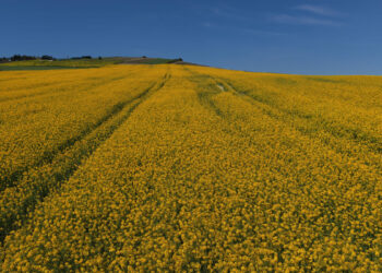 İstanbul'da sarıya bürünen kanola tarlaları havadan görüntülendi