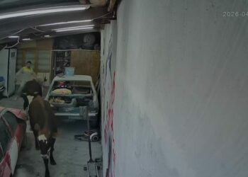 Ahırdan kaçan büyükbaşlar oto tamirciye girdi