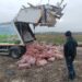 Uygunsuz koşullarda taşınan 1,6 ton sakatat imha edildi