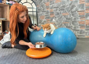 Engelli 3 kedi, veterinerde fizik tedaviyle yürümeye başladı