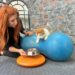 Engelli 3 kedi, veterinerde fizik tedaviyle yürümeye başladı