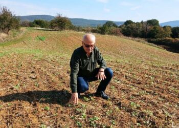 Edirne’de hububatta ‘kök çürüklüğü’ hastalığı görüldü