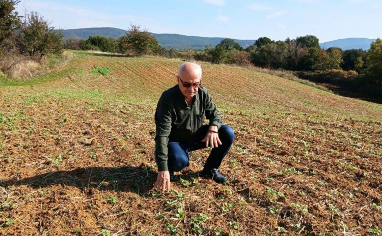 Edirne’de hububatta ‘kök çürüklüğü’ hastalığı görüldü