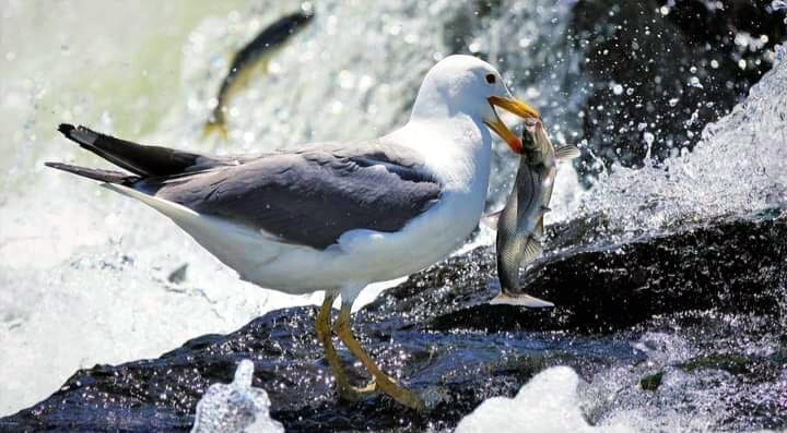 İnci kefalinin üreme göçüne sıkı takip