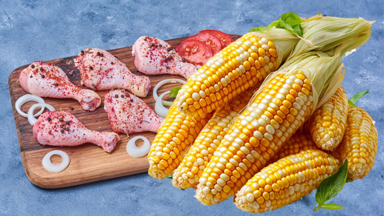 Kanatlı sektörünü etkileyecek karar: Mısırda kontenjan uygulaması