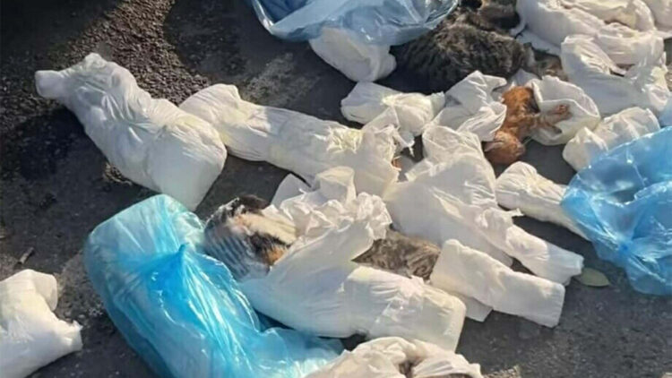 33 kedinin ölü bulunmasına ilişkin veteriner hekimin serbest bırakılmasına itiraz