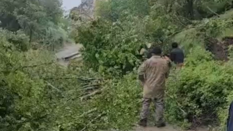 Heyelanda devrilen ağaçlar yolu kapattı