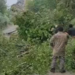 Heyelanda devrilen ağaçlar yolu kapattı