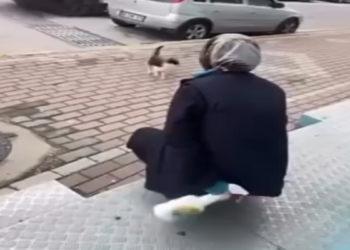 Kedinin yüzüne yağ çözücü sprey sıkan market çalışanı adli kontrol şartıyla serbest