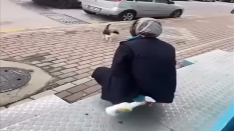 Kedinin yüzüne yağ çözücü sprey sıkan market çalışanı adli kontrol şartıyla serbest