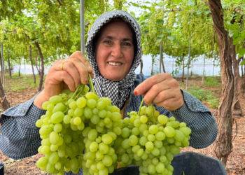 Mersin'de ilk hasadı yapılan üzüm, kilosu 600 TL’ye ihraç edildi