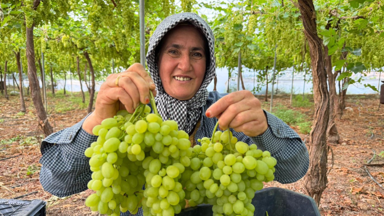 Mersin'de ilk hasadı yapılan üzüm, kilosu 600 TL’ye ihraç edildi