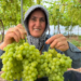 Mersin'de ilk hasadı yapılan üzüm, kilosu 600 TL’ye ihraç edildi