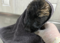 Su kanalında mahsur kalan 2 yavru köpek kurtarıldı